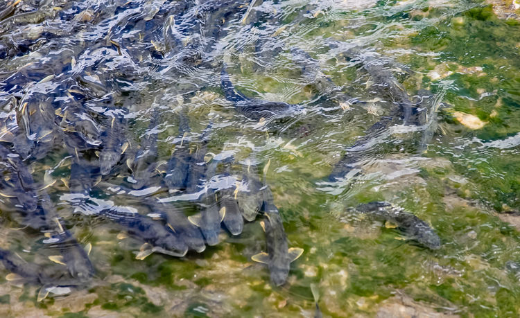 青海湖裸鯉（湟魚）洄遊。周元峰攝