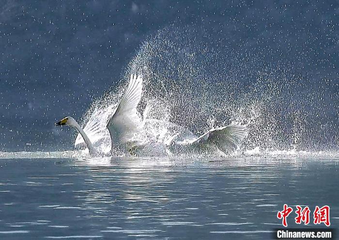 圖為(wei) 大天鵝在水中嬉戲。　嚴(yan) 桉 攝
