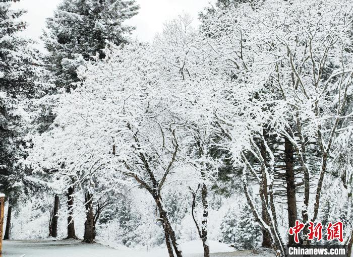 大熊貓國家公園王朗片區春雪如畫，宛若仙境。　羅春平 攝