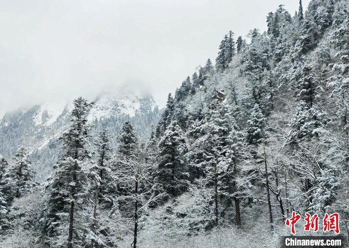 大熊貓國家公園王朗片區春雪如畫，宛若仙境。　羅春平 攝