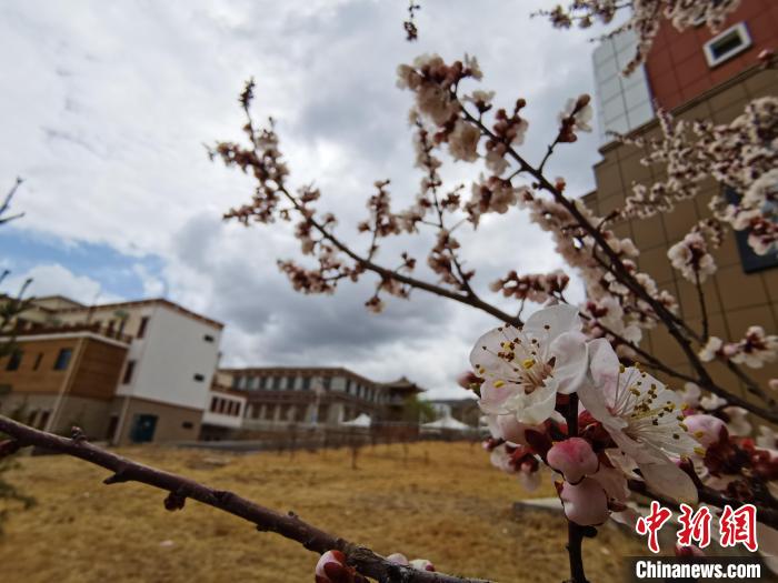 青海：初春遇降雪，百裏不同“風”