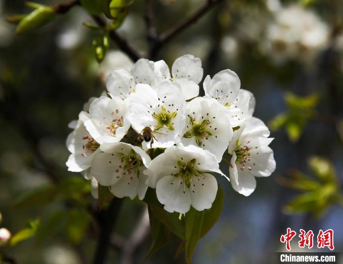 圖為(wei) 盛開的梨花。　祁增蓓 攝