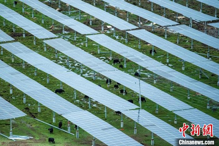 柯拉光伏板距地麵高度超過1.8米，可滿足植被生長需要，又能保障牛羊放牧空間，實現“牧光”互補。　劉忠俊 攝