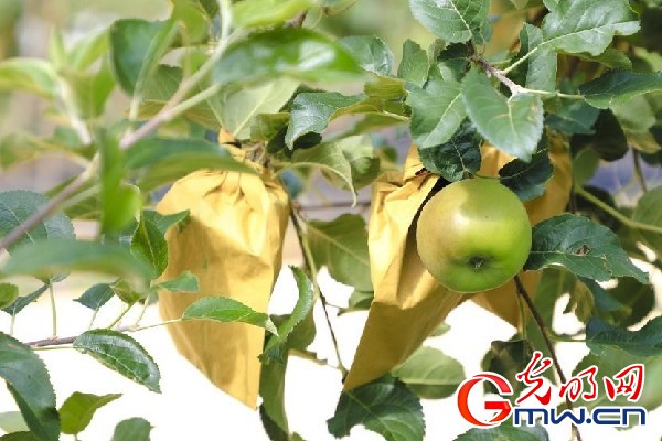 我們(men) 的家園｜小蘋果帶動大產(chan) 業(ye) ，帶你看看這座阿壩州小村的鄉(xiang) 村振興(xing) 新模式
