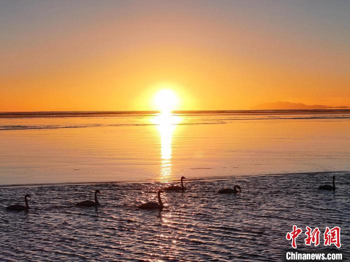 青海湖大天鵝遷徙而來沐浴遊弋宛若仙子