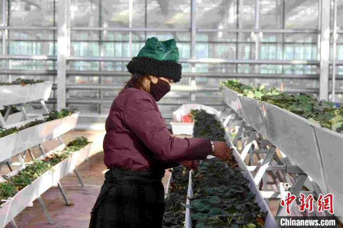 “後藏糧倉”西藏白朗縣擴大生產保障疫情期間蔬菜供應