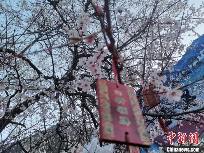 西藏林芝第十八屆桃花旅遊文化節恢複舉行
