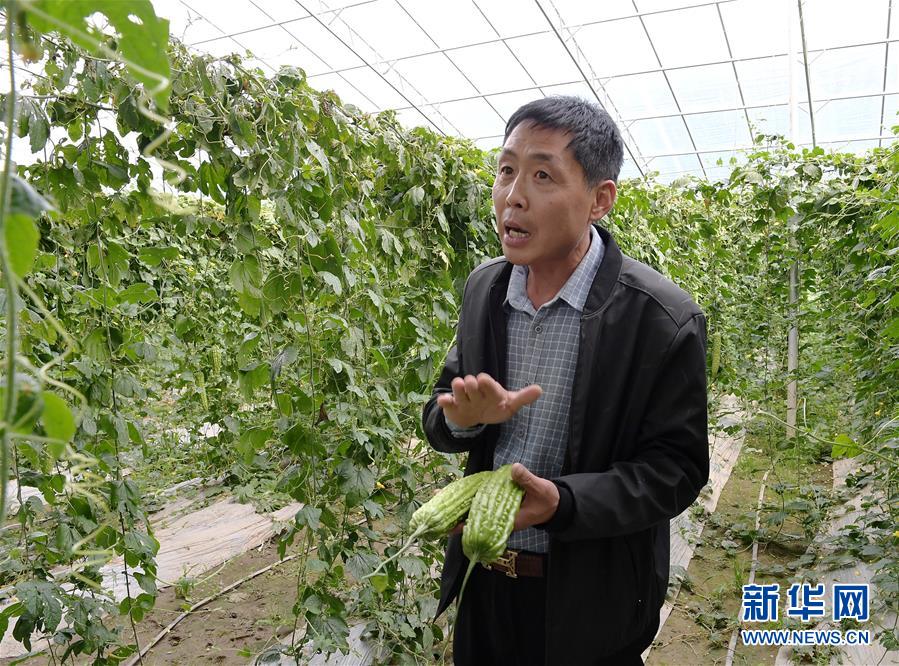 （走向我們(men) 的小康生活·決(jue) 戰決(jue) 勝脫貧攻堅·圖文互動）（4）高原喜見“壽光綠”——“世界屋脊”上的蔬菜發展奇跡