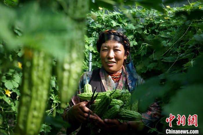 西藏白朗縣“菜籃子”助力農(nong) 牧民脫貧致富