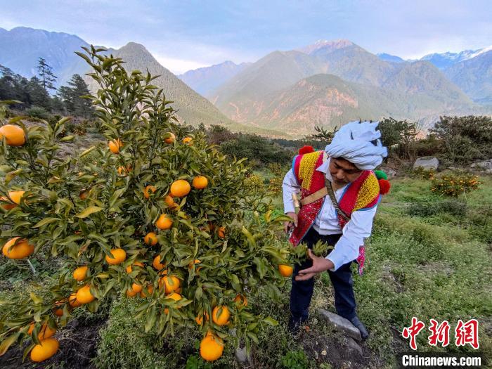 林芝下察隅鎮京都村101畝(mu) 耙耙柑豐(feng) 收。　江飛波 攝