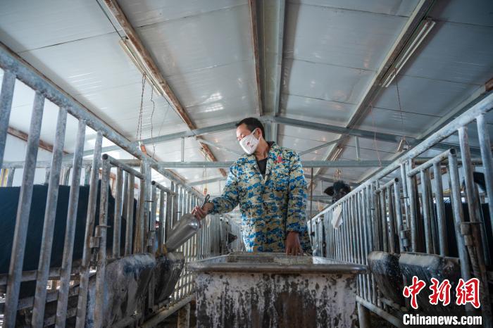 圖為(wei) 飼養(yang) 人員喂養(yang) 西藏林芝藏豬。　何蓬磊 攝