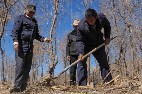 沙棘傳(chuan) 奇——西藏隆子跨越半個(ge) 世紀的生態革命