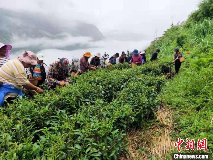 西藏墨脫茶園飄香茶農(nong) 采摘春茶正忙