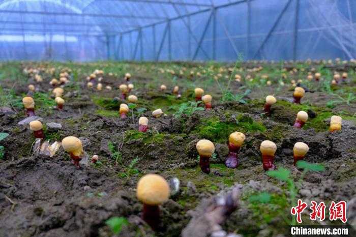 西藏波密縣大棚靈芝帶動農(nong) 牧民增收致富