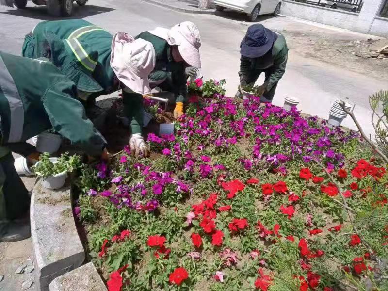 10萬餘盆花卉“扮靚”拉薩市區(730073)-20210630084418.jpg