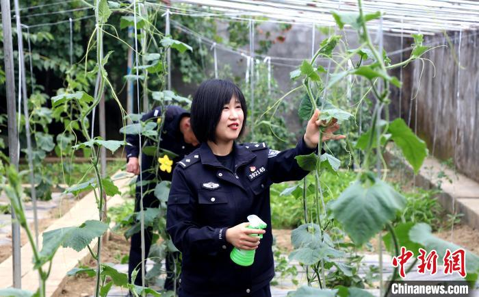 圖為(wei) 李冬雪在溫室大棚裏勞作。　西藏出入境邊防檢查總站供圖