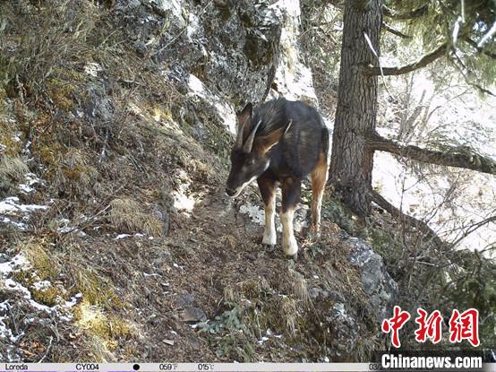 圖為(wei) 相同位點記錄到的國家二級重點保護野生動物—中華鬣羚。　中國科學院昆明動物研究所提供