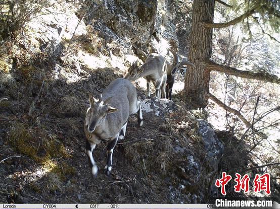 圖為(wei) 相同位點記錄到的雪豹主要獵物—岩羊。　中國科學院昆明動物研究所提供