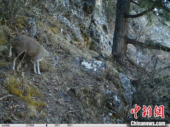 圖為(wei) 相同位點記錄到的國家一級重點保護野生動物—馬麝。　中國科學院昆明動物研究所提供