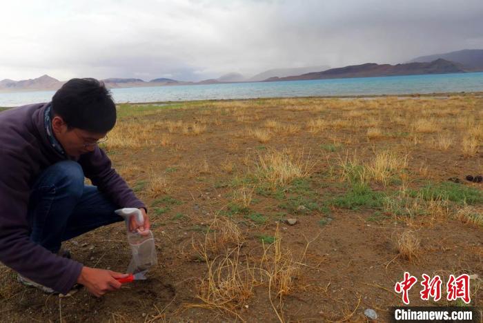 科考隊員在拉果錯湖岸邊采集科研樣品。　<a target='_blank' href='https://www.chinanews.com/'><p  align=