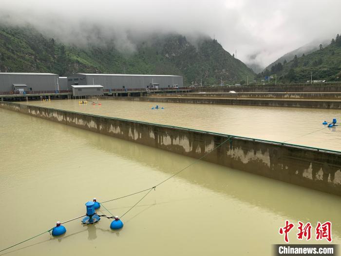 喜馬拉雅南麓養(yang) 鮭魚