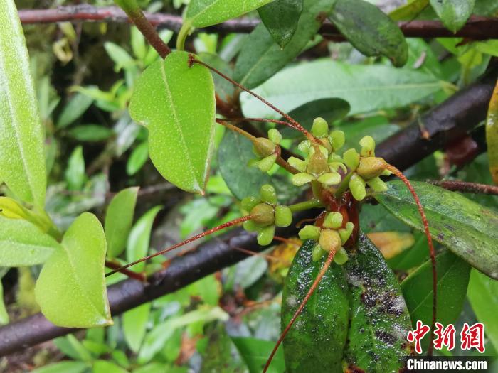 圖為(wei) 折萼杜鵑果實圖。　中科院昆明植物研究所提供