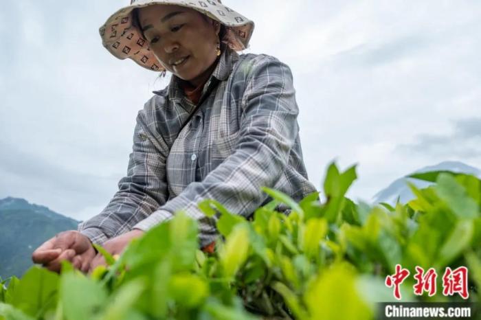 圖為(wei) 墨脫縣背崩鄉(xiang) 門巴族民眾(zhong) 采摘茶葉。