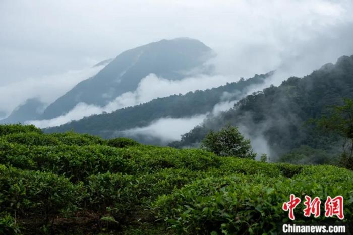 墨脫縣背崩鄉(xiang) 的高山茶場。