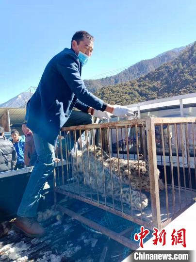 西藏林芝救護一隻闖入民居被困雪豹