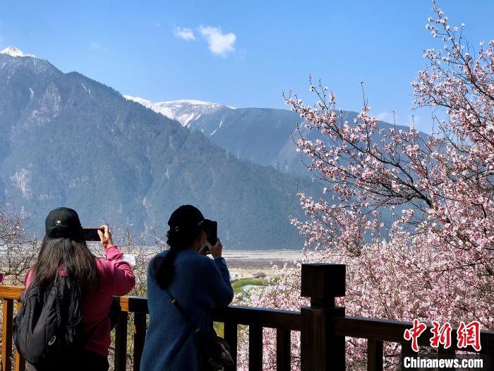 西藏林芝麵向全國選拔“桃花仙子”推介當地旅遊文化