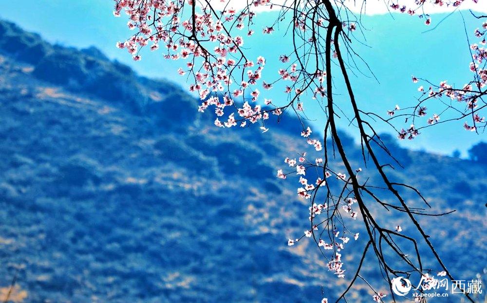 清麗(li) 的桃花。人民網 李海霞攝