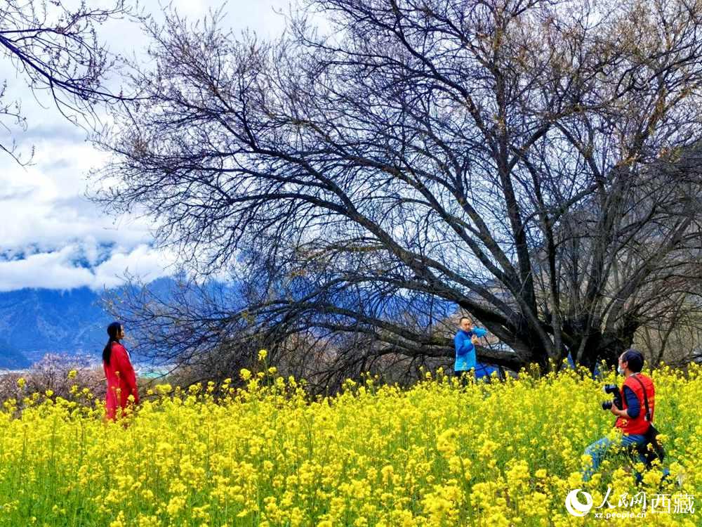 遊客在桃花下拍照留念。人民網 李海霞攝