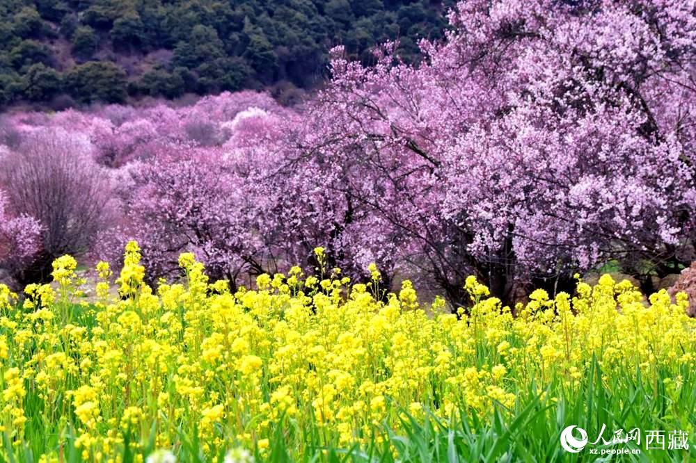 桃花與(yu) 油菜花交相輝映。人民網 李海霞攝