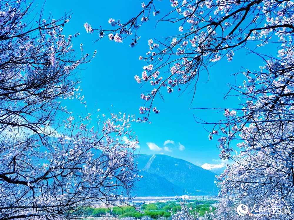 桃花在藍天白雲(yun) 的映襯下分外好看。人民網 李海霞攝