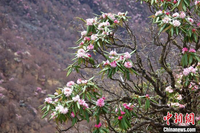 西藏加查縣杜鵑花盛放驚豔山野