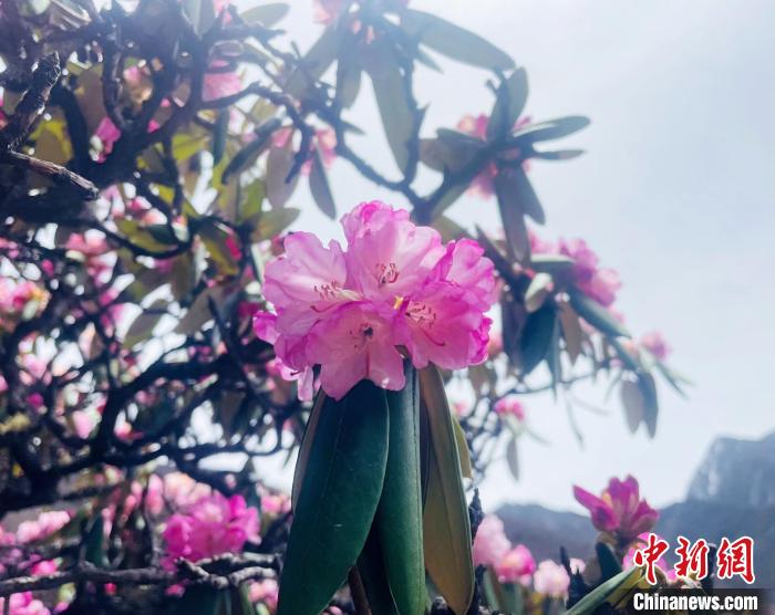 近日，西藏自治區山南市加查縣索囊溝的杜鵑花競相綻放。　冉文娟 攝
