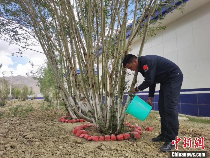 營區綠樹漸蔥蘢見證民警紮根雪域邊疆十餘(yu) 載