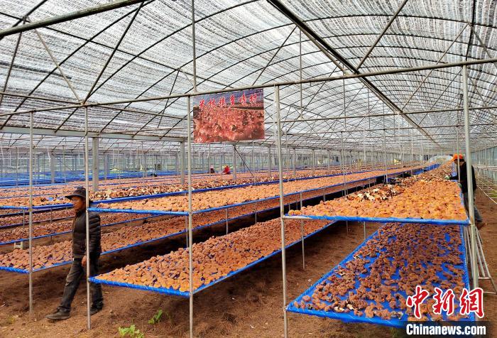 圖為紅太陽科技示範家庭農場采收的靈芝。　平措旺青供圖