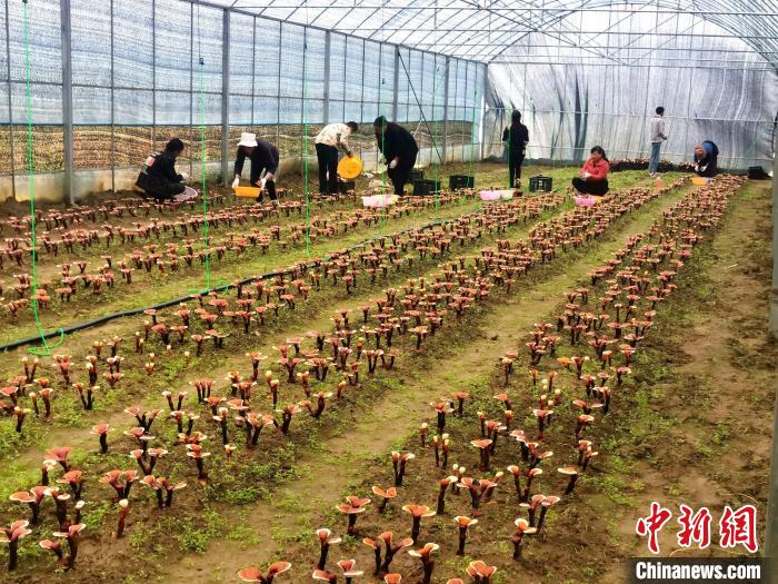 “四統一模式”助推西藏這個(ge) 村靈芝豐(feng) 產(chan) 又豐(feng) 收