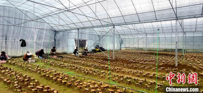 圖為(wei) 紅太陽科技示範家庭農(nong) 場組織民眾(zhong) 采收靈芝。　平措旺青供圖