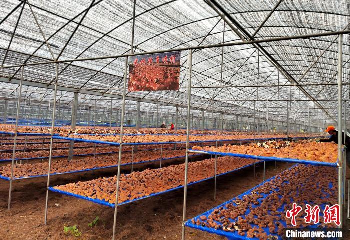 圖為(wei) 紅太陽科技示範家庭農(nong) 場采收的靈芝。　平措旺青供圖