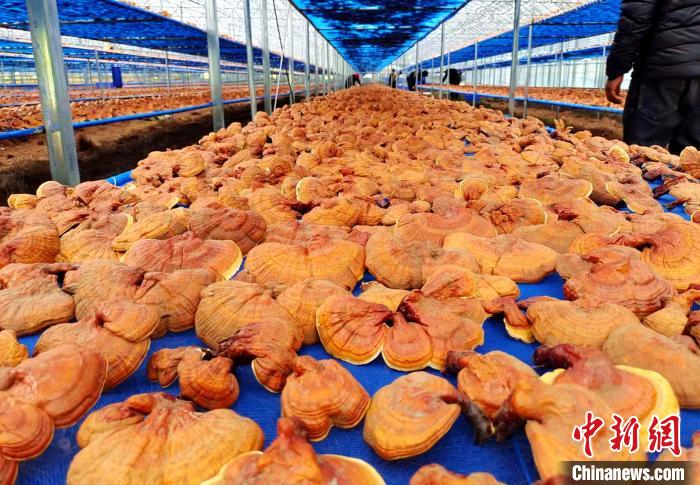 圖為(wei) 紅太陽科技示範家庭農(nong) 場采收的靈芝。　平措旺青供圖