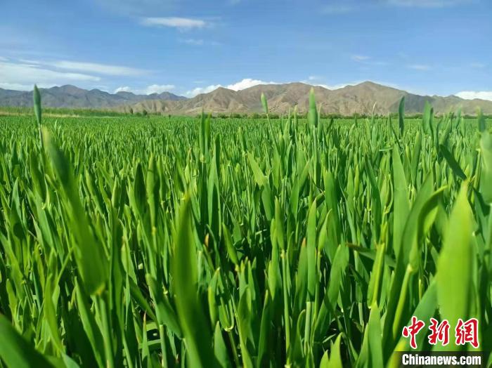 北大荒集團與(yu) 西藏“牽手”種植優(you) 質“高原青稞”
