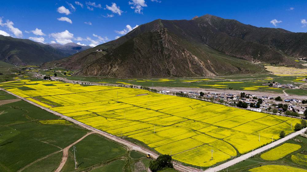 西藏墨竹工卡縣油菜農(nong) 田。