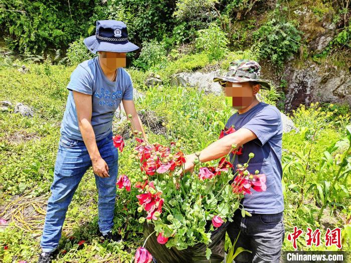 西藏禁毒民警鏟除220餘(yu) 株野生罌粟