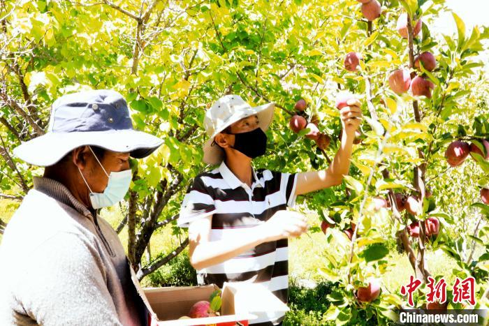 圖為(wei) 西藏阿裏劄達縣底雅鄉(xiang) 村民在自家果園采摘果實。　阿旺紮西 攝