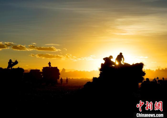 圖為(wei) 夕陽下農(nong) 民正在收割青稞。　日喀則文聯供圖