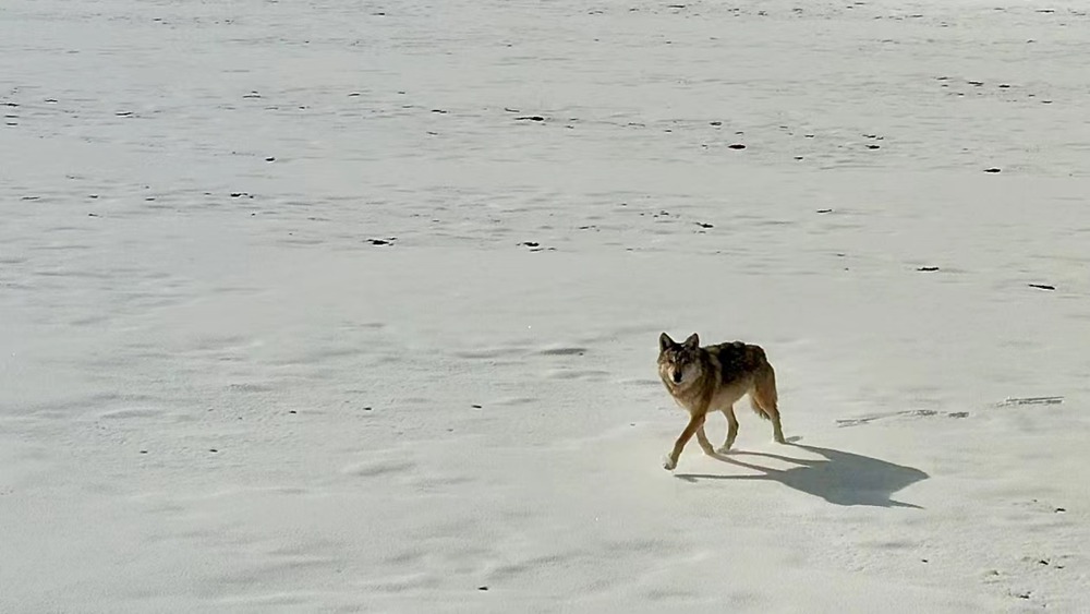 雪地裏的阿裏“狼”。