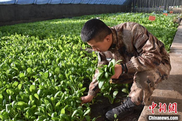 圖為(wei) 阿裏軍(jun) 分區某邊防團官兵在溫室摘菜。　陳嘯嶽 攝