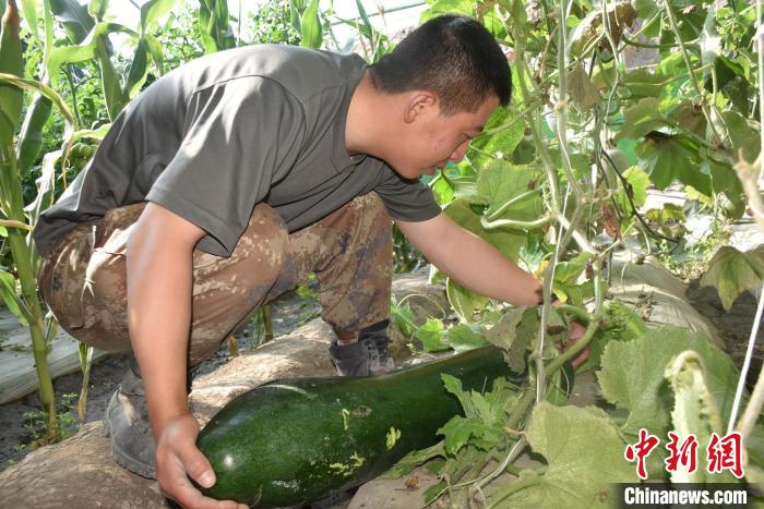 圖為(wei) 阿裏軍(jun) 分區某邊防團官兵在溫室摘菜。　陳嘯嶽 攝